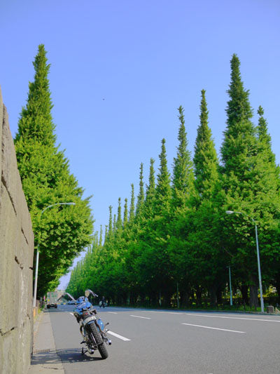 おさななじ道 (通勤道 その1)